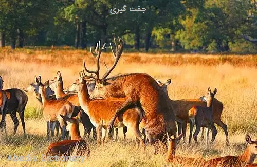 جفت گیری